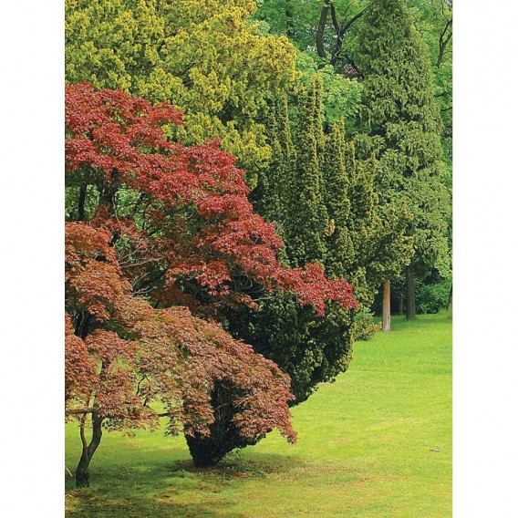 Fototapeta panel - PL0840 - Les