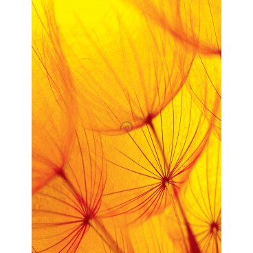 Fototapeta panel - PL0851 - Oranžová púpava