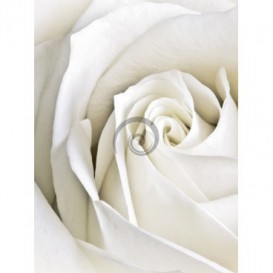 Fototapeta panel - PL0873 - Biela ruža