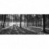 Panoramatická fototapeta - FT2747 - Les - čiernobiely