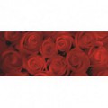 Panoramatická fototapeta - PA0069 - Červené ruže