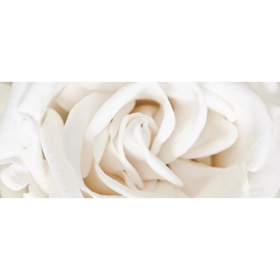 Panoramatická fototapeta - PA0112 - Biela ruža