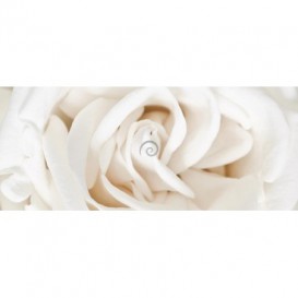 Panoramatická fototapeta - PA0112 - Biela ruža