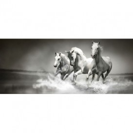 Panoramatická fototapeta - PA0123 - Čiernobiele kone