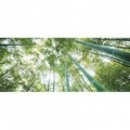 Panoramatická fototapeta - PA0166 - Stromy