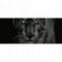 Panoramatická fototapeta - PA0168 - Zelený tiger