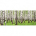 Panoramatická fototapeta - PA0170 - Stromy