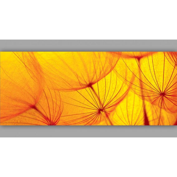 Panoramatická fototapeta - PA0186 - Oranžová púpava