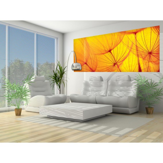 Panoramatická fototapeta - PA0186 - Oranžová púpava