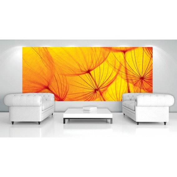 Panoramatická fototapeta - PA0186 - Oranžová púpava