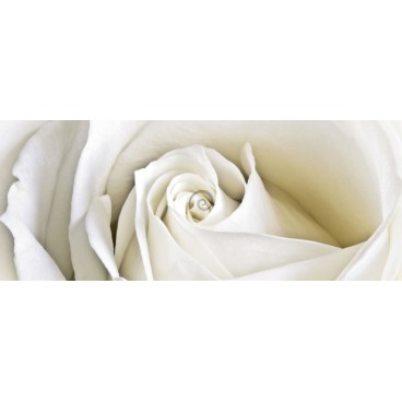 Panoramatická fototapeta - PA0190 - Biela ruža