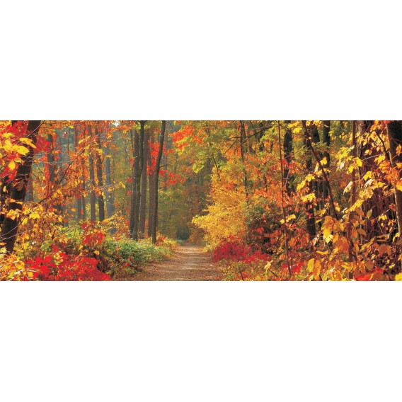 Panoramatická fototapeta - PA0193 - Les v jeseni