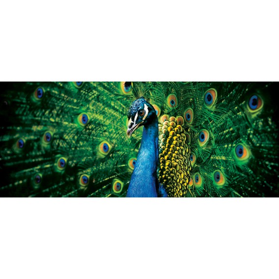Panoramatická fototapeta - PA0232 - Páv
