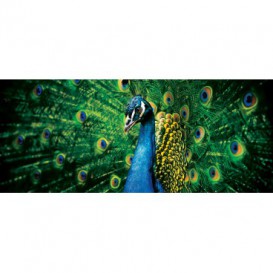 Panoramatická fototapeta - PA0232 - Páv