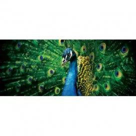 Panoramatická fototapeta - PA0232 - Páv