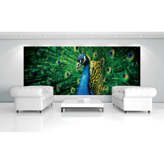 Panoramatická fototapeta - PA0232 - Páv