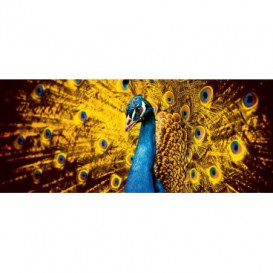 Panoramatická fototapeta - PA0233 - Páv