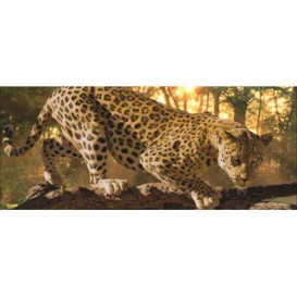 Panoramatická fototapeta - PA0003 - Leopard