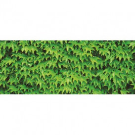 Panoramatická fototapeta - PA0016 - Zelené listy
