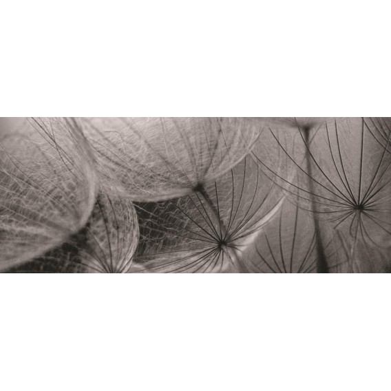 Panoramatická fototapeta - PA0017 - Čiernobiela púpava