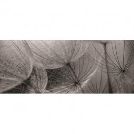 Panoramatická fototapeta - PA0017 - Čiernobiela púpava