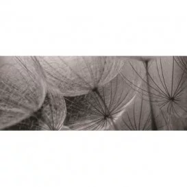 Panoramatická fototapeta - PA0017 - Čiernobiela púpava