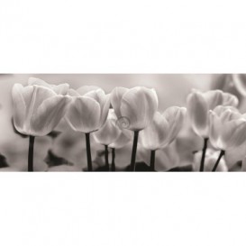 Panoramatická fototapeta - PA0021 - Čiernobiele tulipány