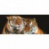 Panoramatická fototapeta - PA0032 - Tigre