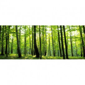 Panoramatická fototapeta - PA0261 - Zelené stromy