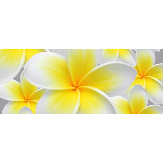 Panoramatická fototapeta - PA0290 - Žltobiely kvet