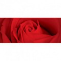 Panoramatická fototapeta - PA0313 - Červená ruža