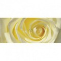 Panoramatická fototapeta - PA0342 - Žltobiela ruža