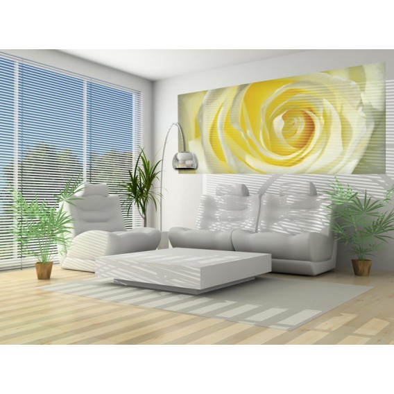 Panoramatická fototapeta - PA0342 - Žltobiela ruža