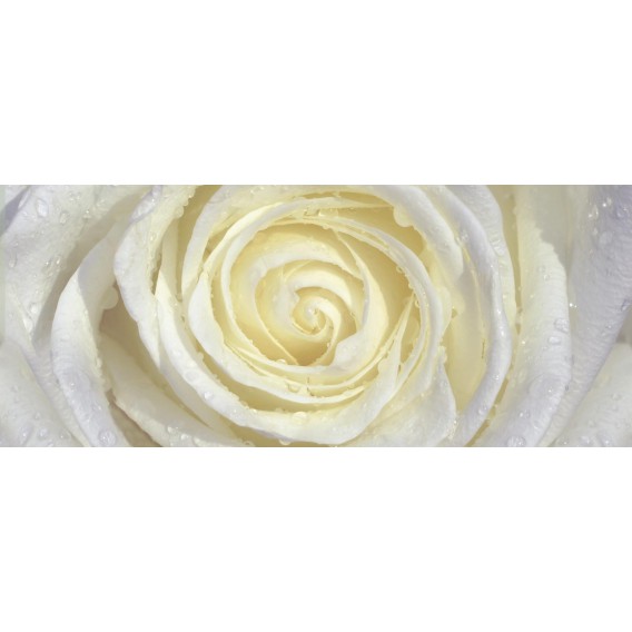 Panoramatická fototapeta - PA0343 - Biela ruža