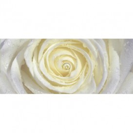 Panoramatická fototapeta - PA0343 - Biela ruža