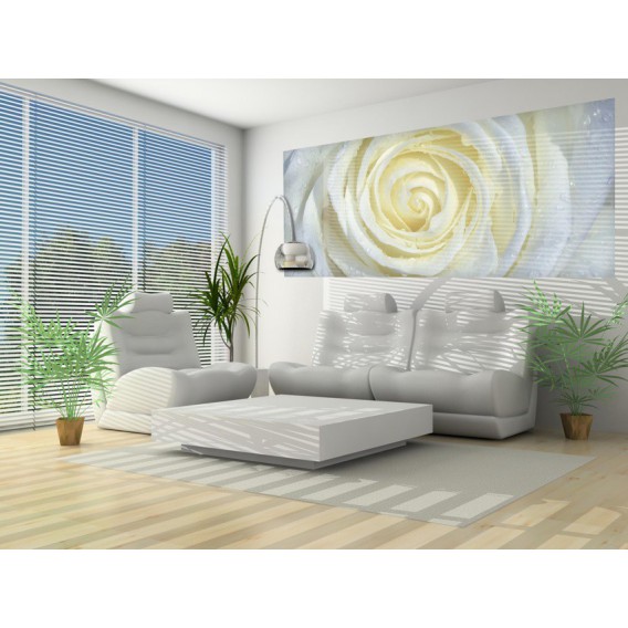 Panoramatická fototapeta - PA0343 - Biela ruža