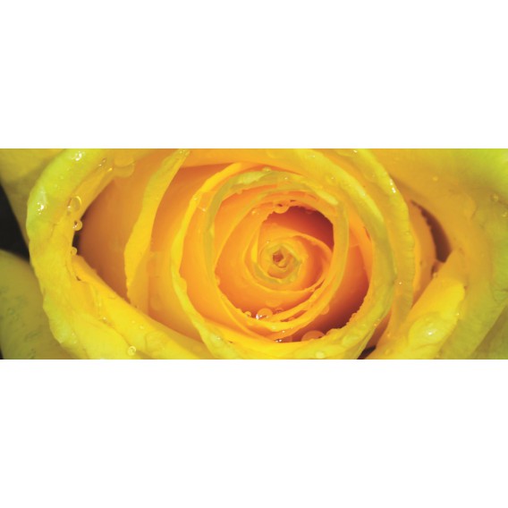 Panoramatická fototapeta - PA0348 - Žltá ruža