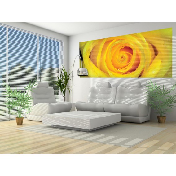 Panoramatická fototapeta - PA0348 - Žltá ruža