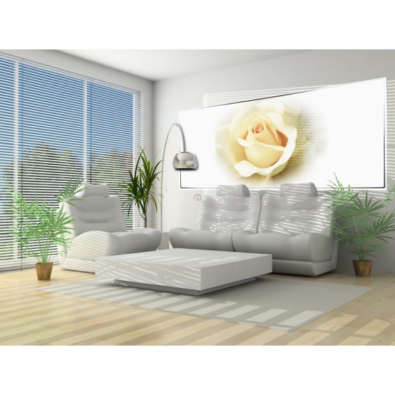 Panoramatická fototapeta - PA4078 - Biela ruža