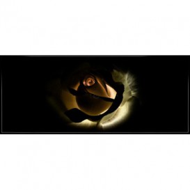 Panoramatická fototapeta - PA4079 - Osvetlená ruža v tme