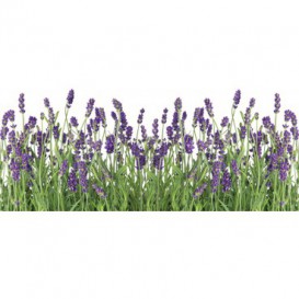 Panoramatická fototapeta - PA4118 - Fialové kvety