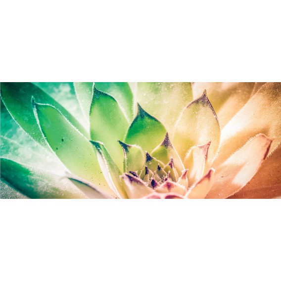 Panoramatická fototapeta - PA4225 - Farebný kvet