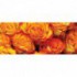 Panoramatická fototapeta - PA4305 - Oranžové ruže
