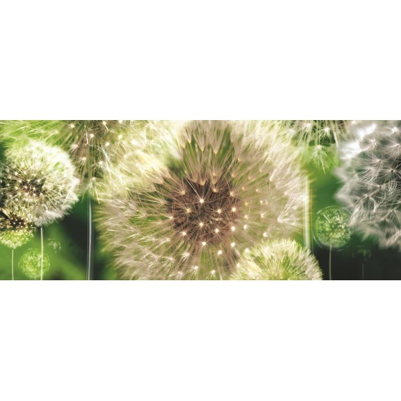 Panoramatická fototapeta - PA0033 - Púpava