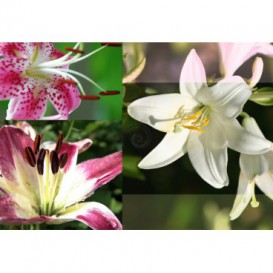 Fototapeta na stenu - FT0132 - Mozaika kvetov