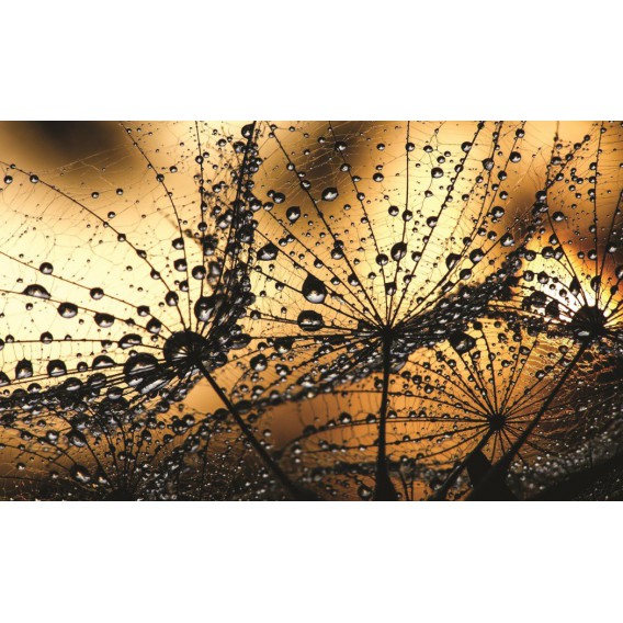 Fototapeta na stenu - FT0285 - Rosa na kvete