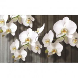 Fototapeta na stenu - FT0793 - Biele kvety
