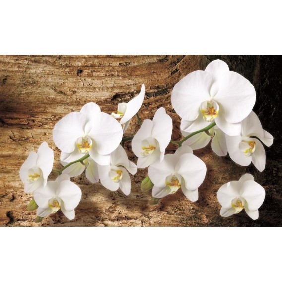 Fototapeta na stenu - FT0795 - Biele kvety