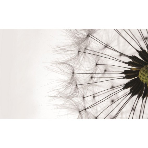 Fototapeta na stenu - FT0799 - Púpava