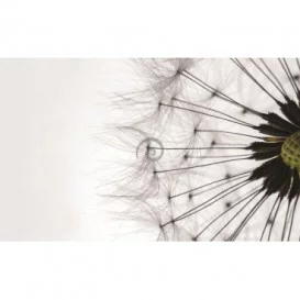 Fototapeta na stenu - FT0799 - Púpava